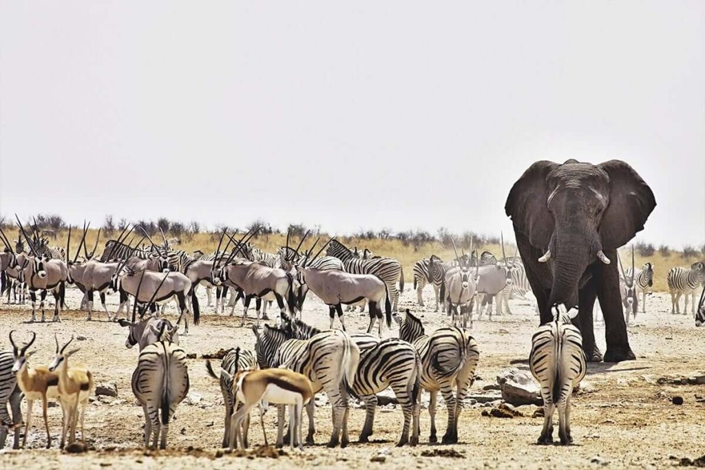 etosha national park