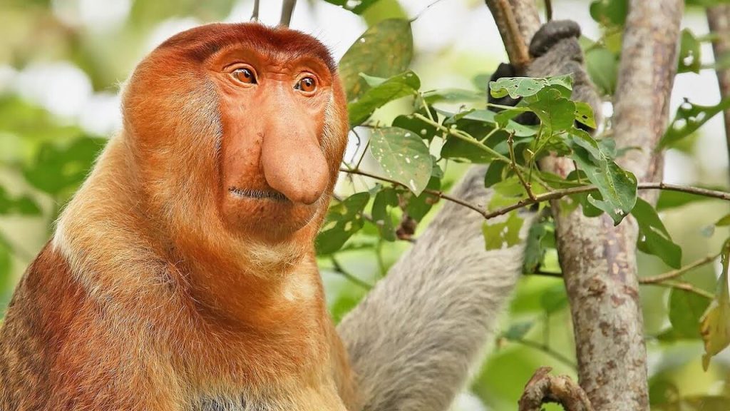borneo wildlife