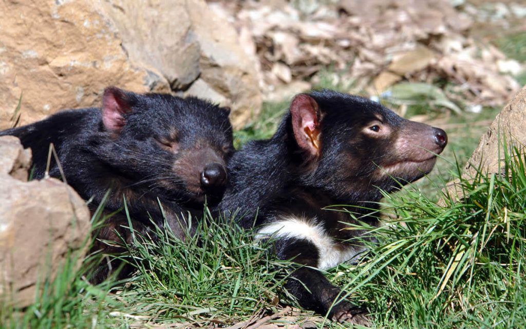 Tasmanian wildlife